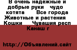 В очень надежные и добрые руки - чудо - котята!!! - Все города Животные и растения » Кошки   . Чувашия респ.,Канаш г.